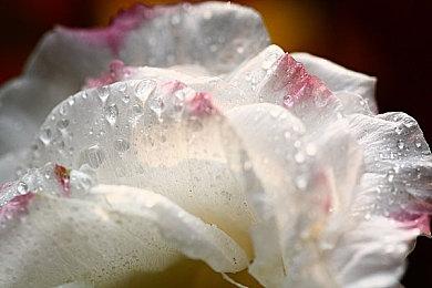 V社公布Steam手柄使用统计数据：Xbox手柄最受欢迎